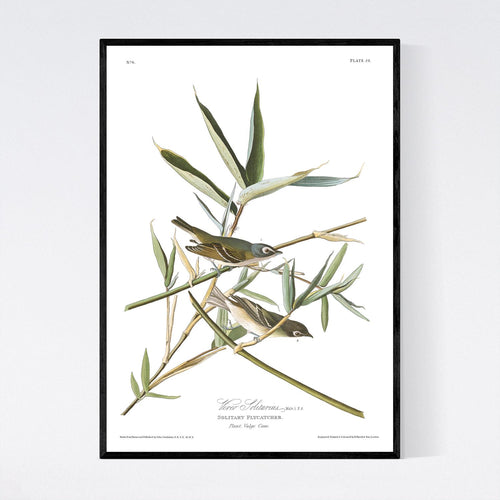 Vireo Solitarius Solitary Flycatcher Print by John Audubon