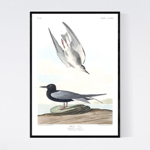 Black Tern Print by John Audubon