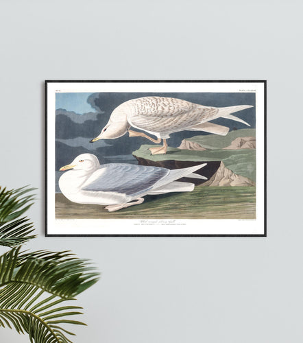 White-Winged Silvery Gull Print by John Audubon