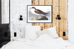 Wandering Shearwater Print by John Audubon