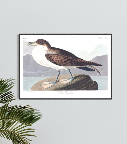 Wandering Shearwater Print by John Audubon