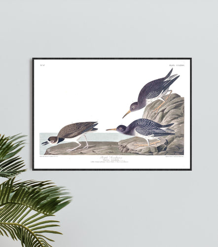 Purple Sandpiper Print by John Audubon