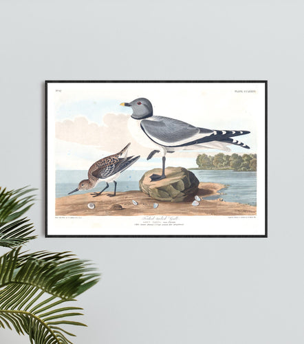 Fork-Tailed Gull Print by John Audubon