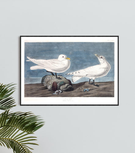 Ivory Gull Print by John Audubon