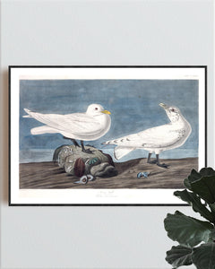 Ivory Gull Print by John Audubon