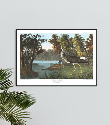 Yellow Shank Print by John Audubon