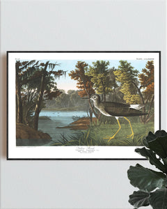 Yellow Shank Print by John Audubon