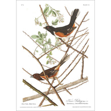 Load image into Gallery viewer, Towee Bunting Print by John Audubon