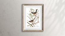 Load image into Gallery viewer, Towee Bunting Print by John Audubon