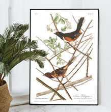 Load image into Gallery viewer, Towee Bunting Print by John Audubon