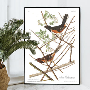 Towee Bunting Print by John Audubon