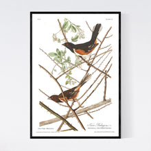 Load image into Gallery viewer, Towee Bunting Print by John Audubon