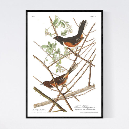 Towee Bunting Print by John Audubon