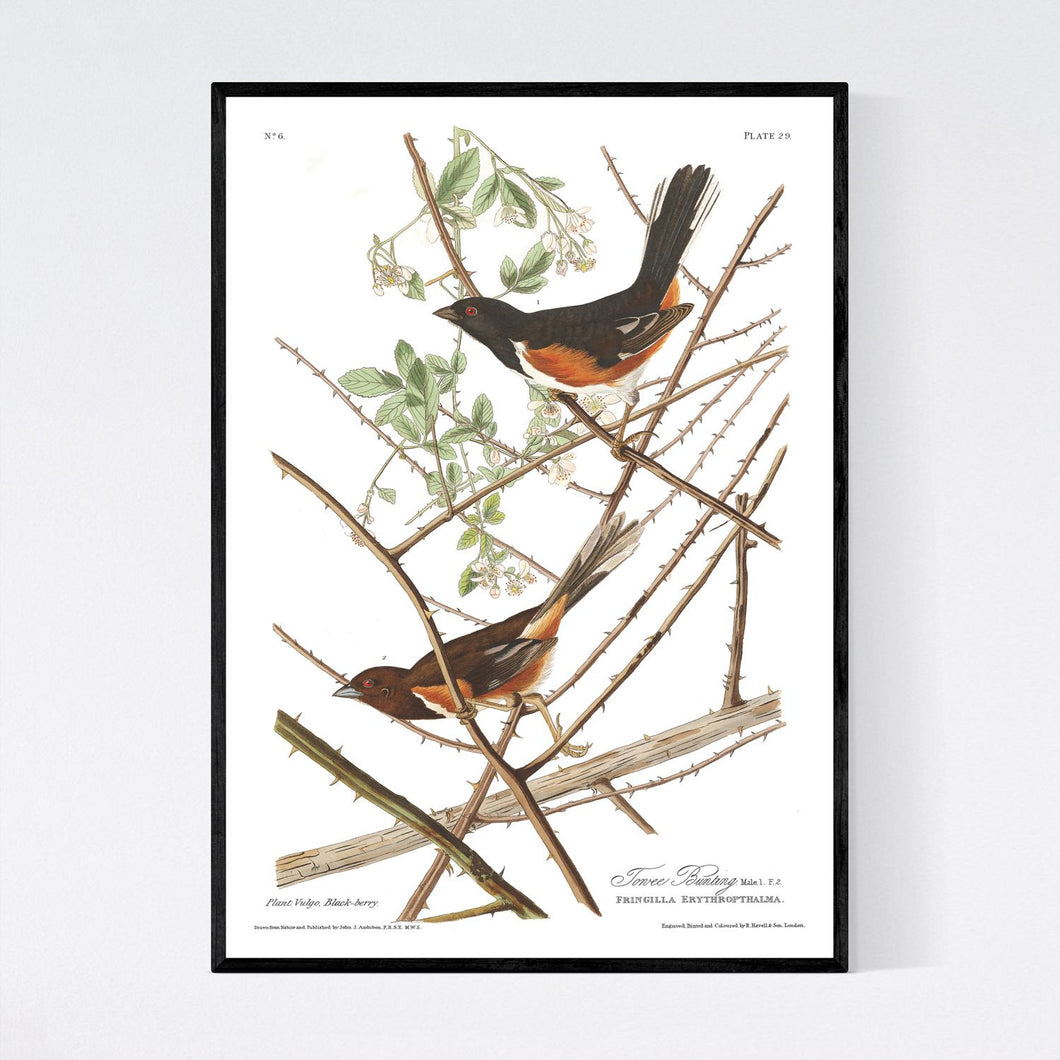 Towee Bunting Print by John Audubon