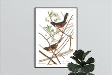 Load image into Gallery viewer, Towee Bunting Print by John Audubon