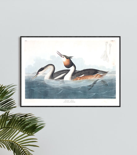 Crested Grebe Print by John Audubon