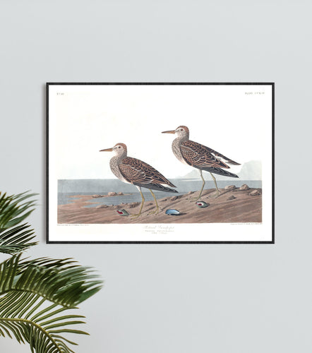 Pectoral Sandpiper Print by John Audubon