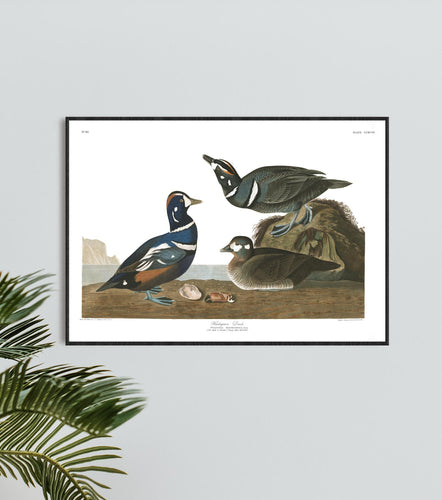 Harlequin Duck Print by John Audubon