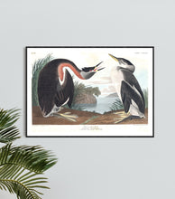 Load image into Gallery viewer, Red-Necked Grebe Print by John Audubon