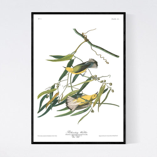 Prothonotary Warbler Print by John Audubon