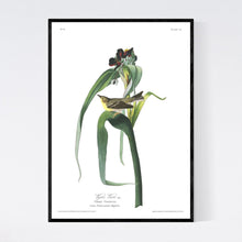 Load image into Gallery viewer, Vigors Vireo Print by John Audubon