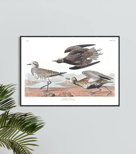 Goldon Plover Print by John Audubon