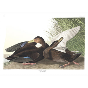 Dusky Duck Print by John Audubon