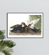 Load image into Gallery viewer, Dusky Duck Print by John Audubon