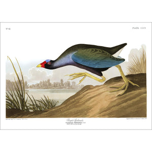 Purple Gallinule Print by John Audubon