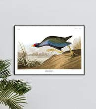 Load image into Gallery viewer, Purple Gallinule Print by John Audubon