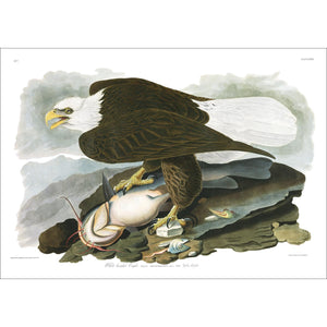 White-Headed Eagle Print by John Audubon