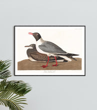 Load image into Gallery viewer, Black-Headed Gull Print by John Audubon