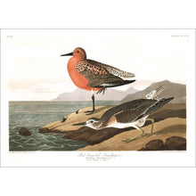 Load image into Gallery viewer, Red-Breasted Sandpiper Print by John Audubon