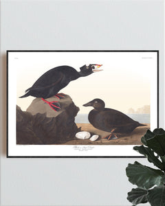 Black or Surf Duck Print by John Audubon