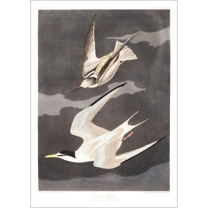 Lesser Tern Print by John Audubon