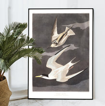 Load image into Gallery viewer, Lesser Tern Print by John Audubon