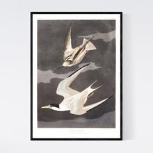 Load image into Gallery viewer, Lesser Tern Print by John Audubon