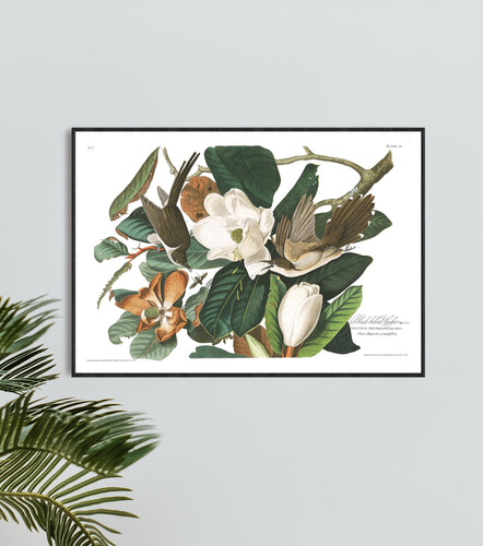 Black Billed Cuckoo Print by John Audubon