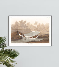 Load image into Gallery viewer, Little Sandpiper Print by John Audubon