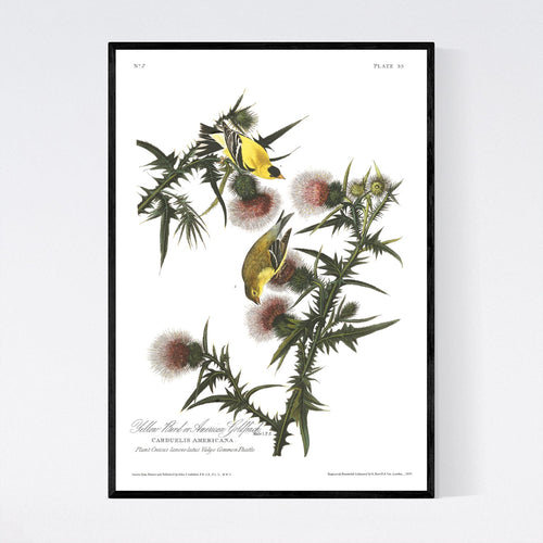 Yellow Bird or American Goldfinch Print by John Audubon