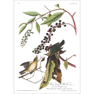 Worm-Eating Warbler Print by John Audubon