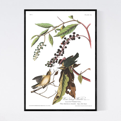 Worm-Eating Warbler Print by John Audubon