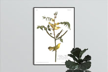 Load image into Gallery viewer, Children&#39;s Warbler Print by John Audubon