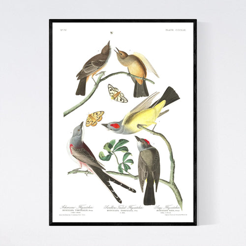 Arkansaw Flycatcher Swallow-Tailed Flycatcher and Lays Flycatcher Print by John Audubon