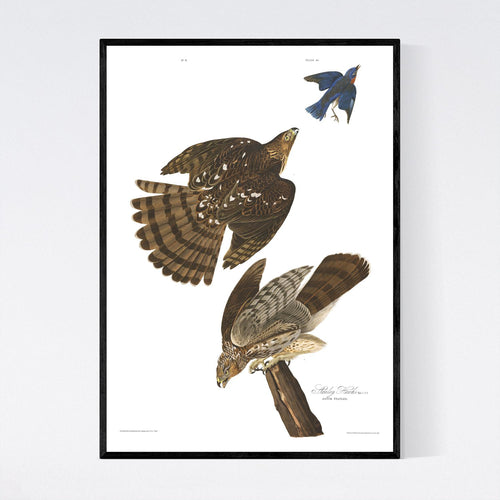 Stanley Hawk Print by John Audubon