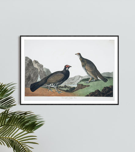 Long-Tailed or Dusky Grous Print by John Audubon