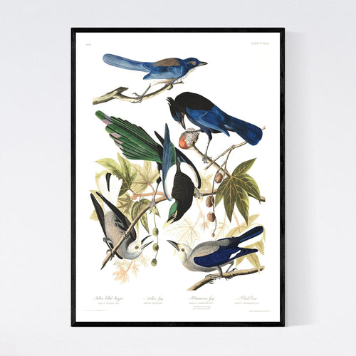 Yellow Billed Magpie Stellers Jay Ultramarine Jay and Clark's Crow Print by John Audubon