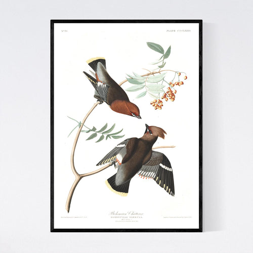 Bohemian Chatterer Print by John Audubon