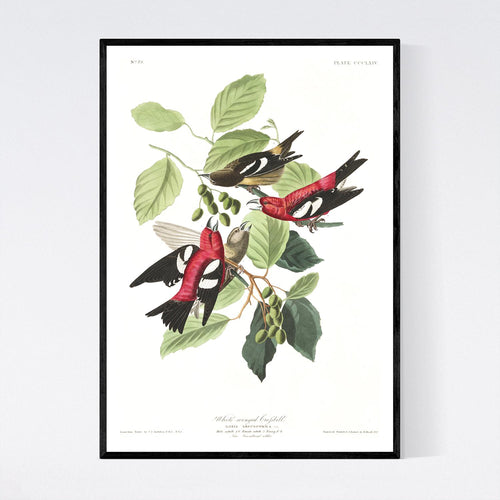 White-Winged Crossbill Print by John Audubon