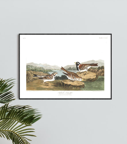 Lapland Long-Spur Print by John Audubon